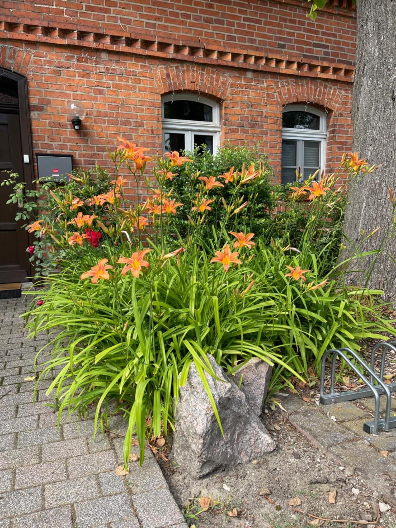 Hotel Luther Birke Wittenberg Eksteriør billede