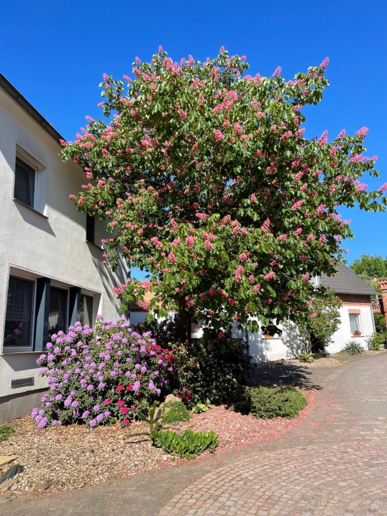 Hotel Luther Birke Wittenberg Eksteriør billede